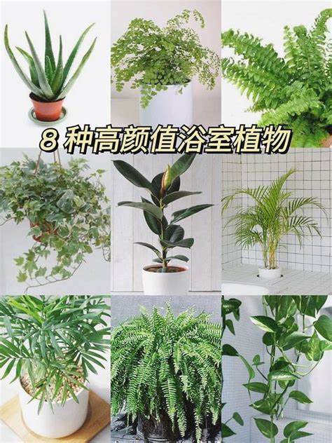 廁所耐陰植物|【廁所植物必學】6款常見植物，讓你打造綠意盎然的。